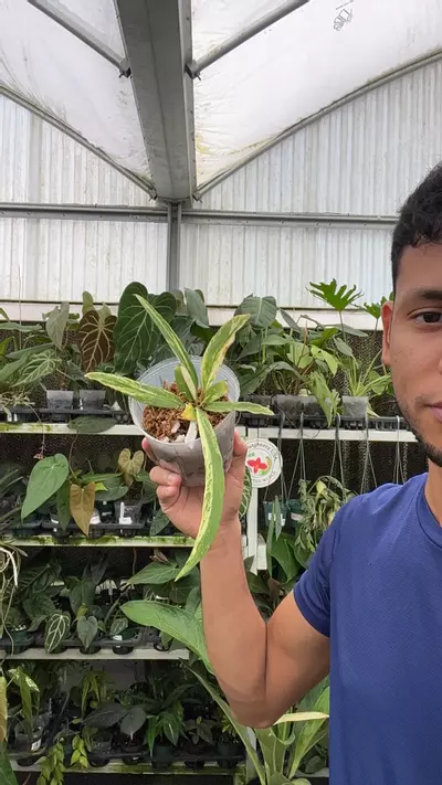 plant/NP597 Anthurium vittarifolium var-0-thumbnail