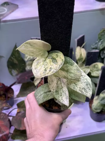 plant/Scindapsus Silver Dark Cloud (medium) GC-0-thumbnail