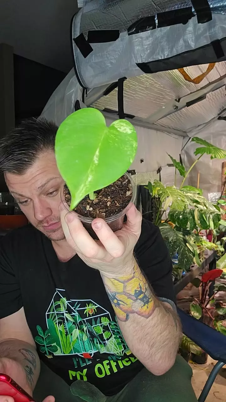 plant/yellow Marylin low color-0