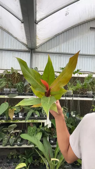 plant/NP594 philodendron orange marmalade-0-thumbnail