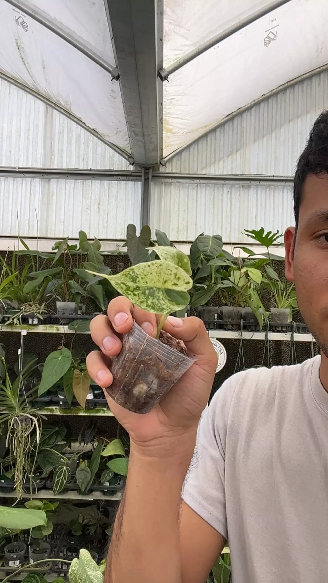 plant/NP592 alocasi dragon scale mint-0