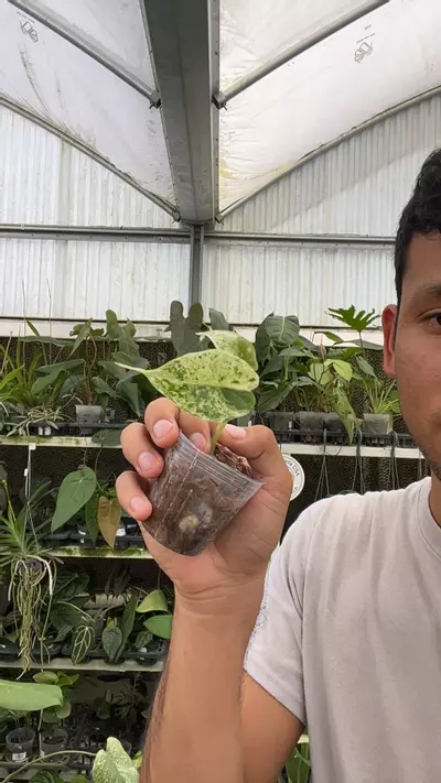 plant/NP592 alocasi dragon scale mint-0-thumbnail