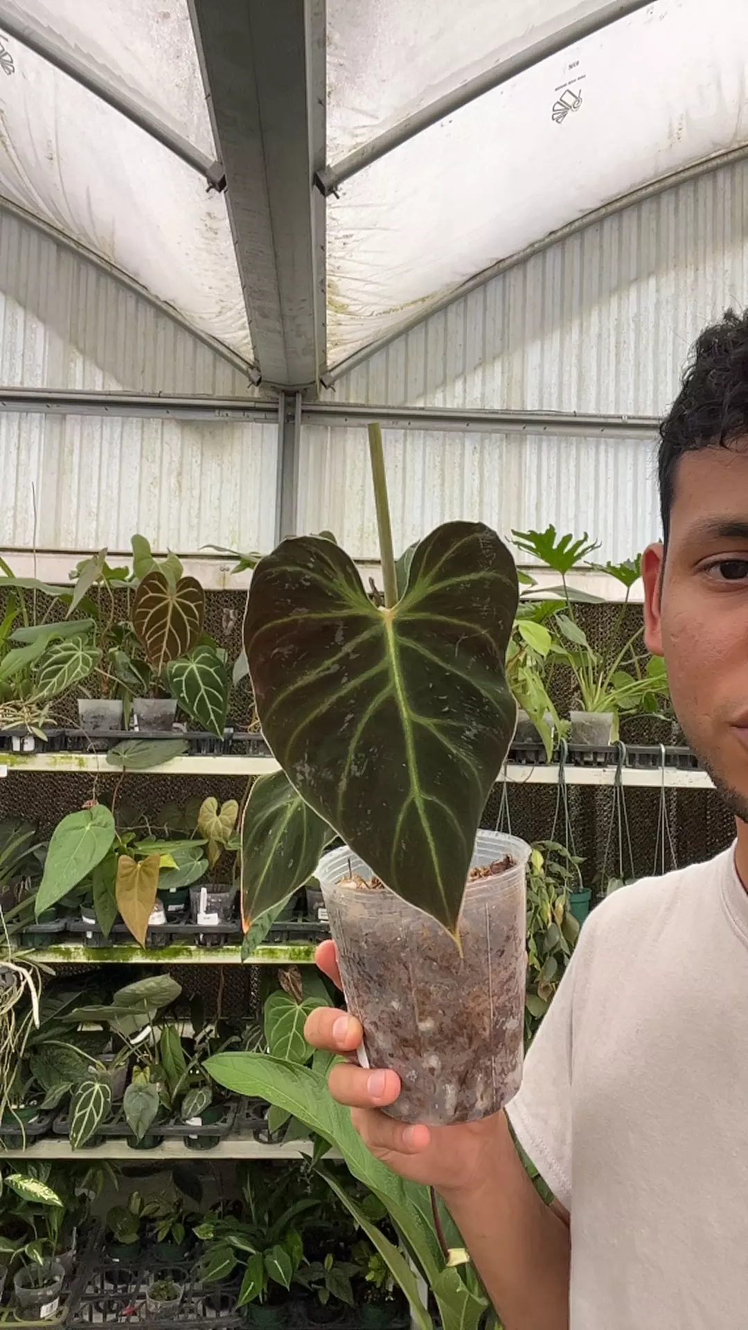 plant/E464 philodendron verrucosum Amazon sunset-0