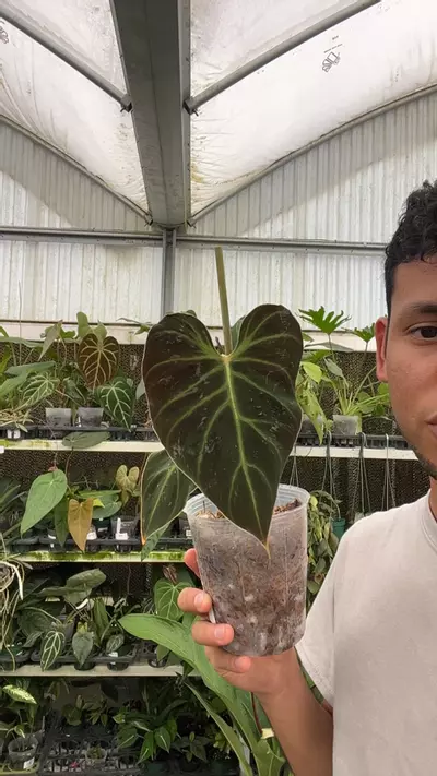 plant/E464 philodendron verrucosum Amazon sunset-0-thumbnail