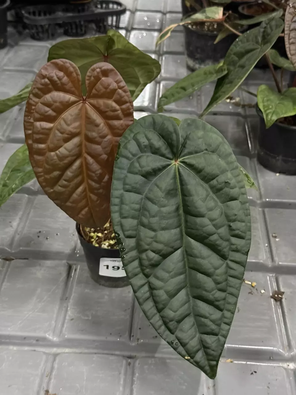 plant/195 Anthurium Red Crystal x Luxurians-0