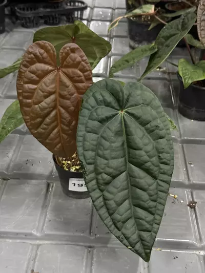 plant/195 Anthurium Red Crystal x Luxurians-0-thumbnail