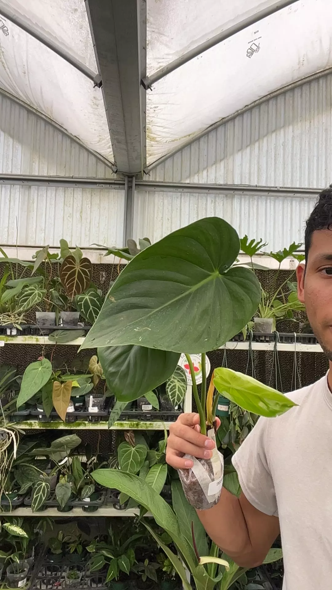 plant/IM089 philodendron pastazanum-0