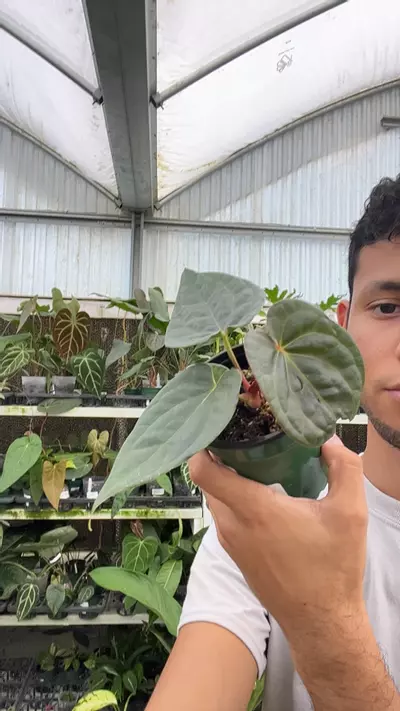 plant/E888 Anthurium Raven soul-0-thumbnail