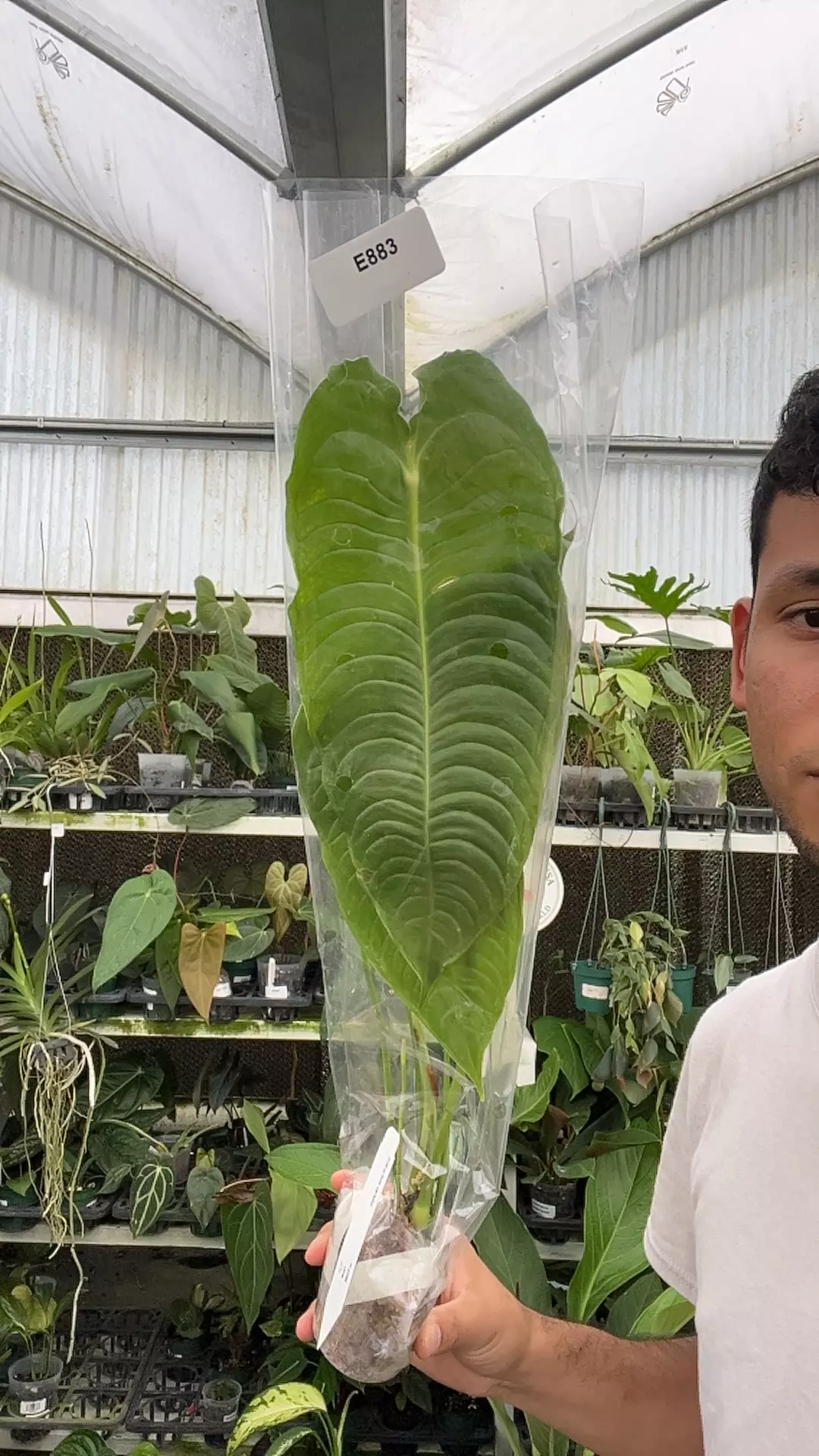 plant/E883 Anthurium veitchii-0