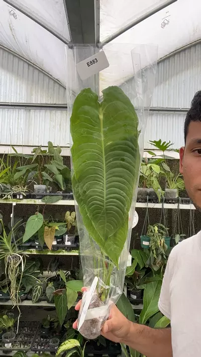 plant/E883 Anthurium veitchii-0-thumbnail