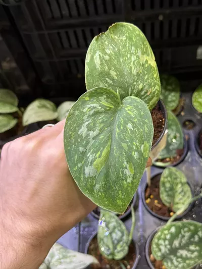 plant/Scindapsus Baticon GC-0-thumbnail