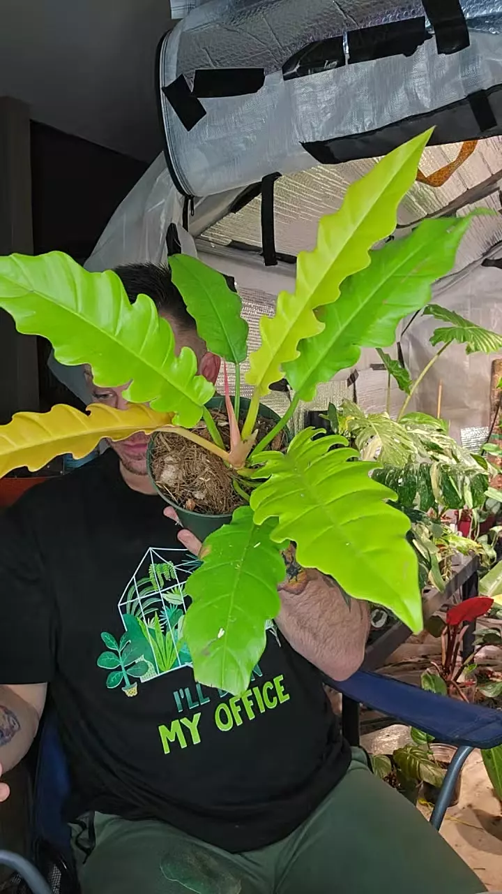 plant/golden saw philo-0