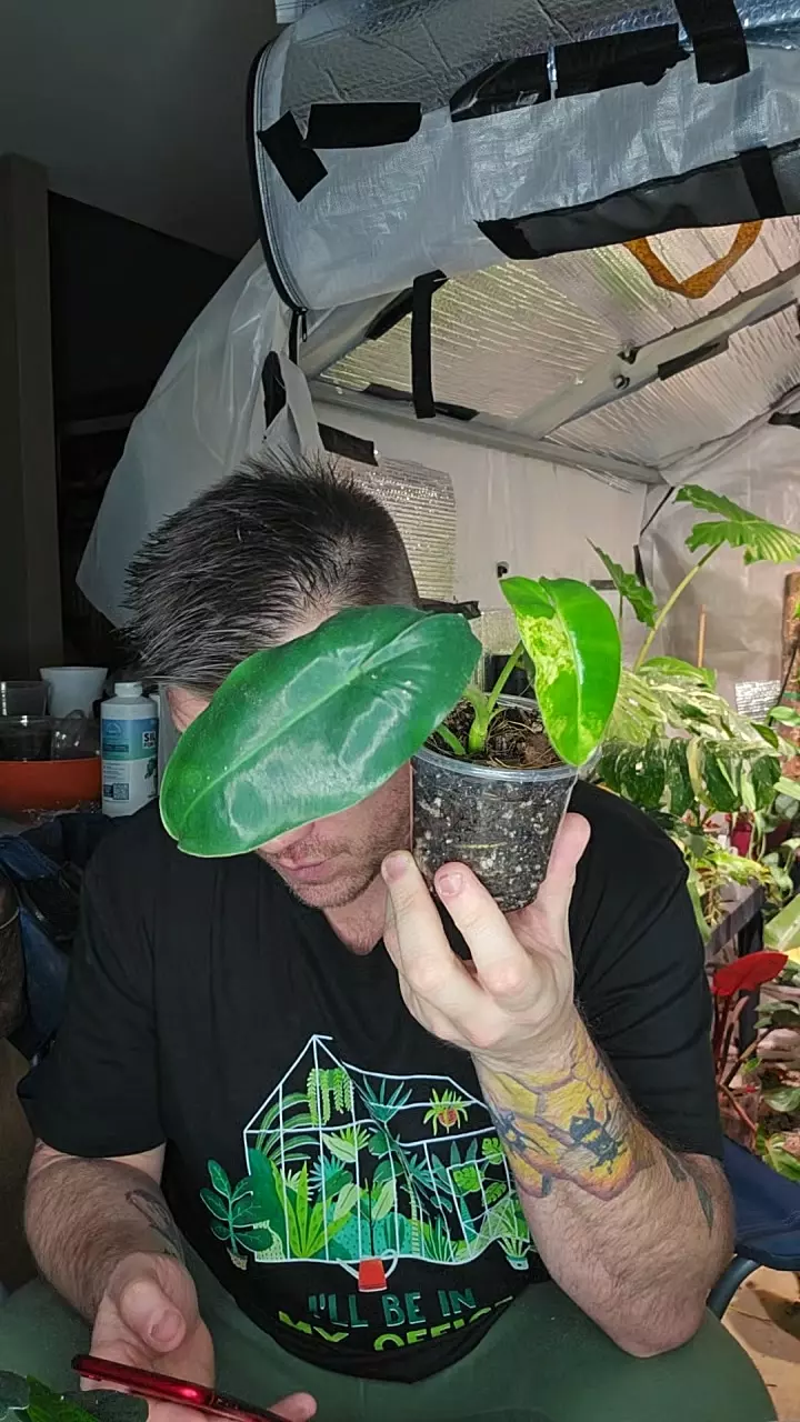 plant/burl max philo-0