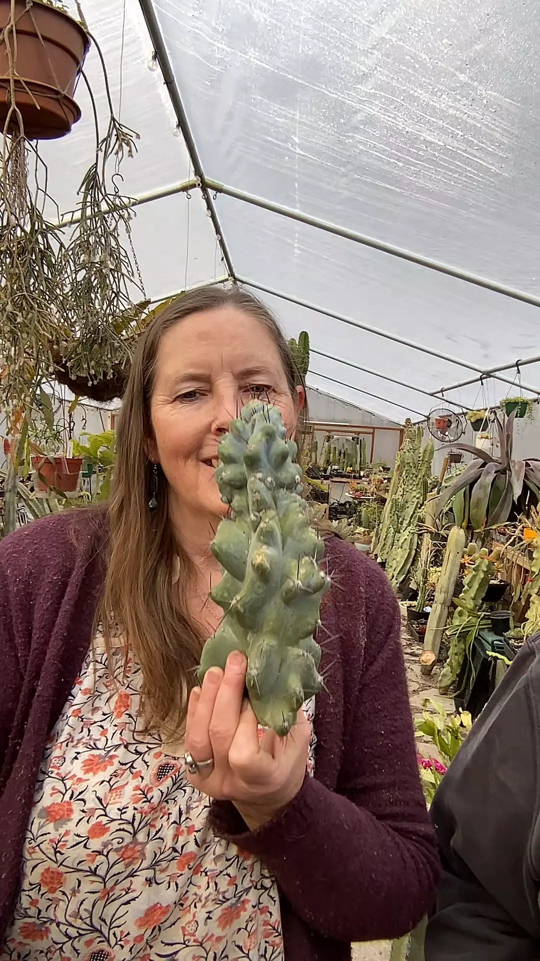 plant/Peruvian Apple Cactue Monstrose cutting-0