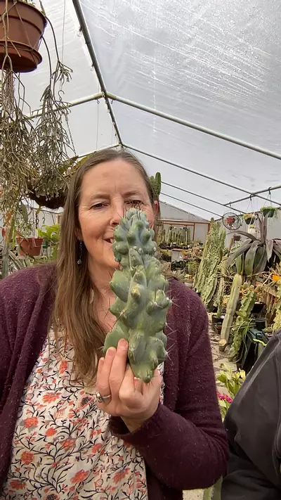 plant/Peruvian Apple Cactue Monstrose cutting-0-thumbnail