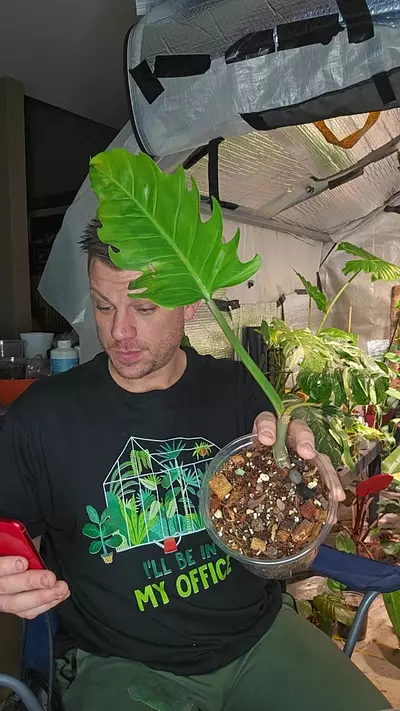 plant/coco empress one leaf-0-thumbnail