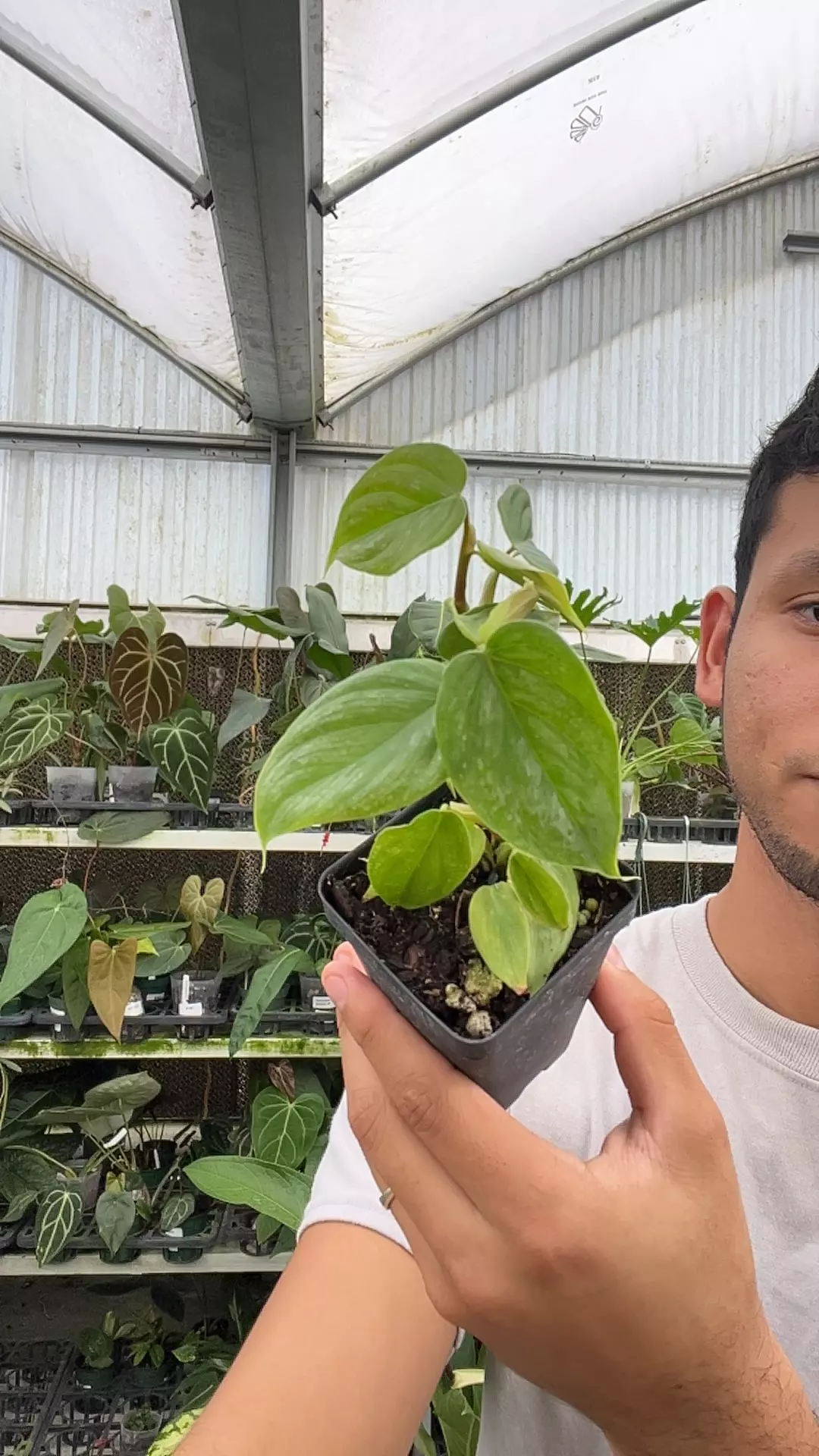 plant/E889 philodendron majestic-0