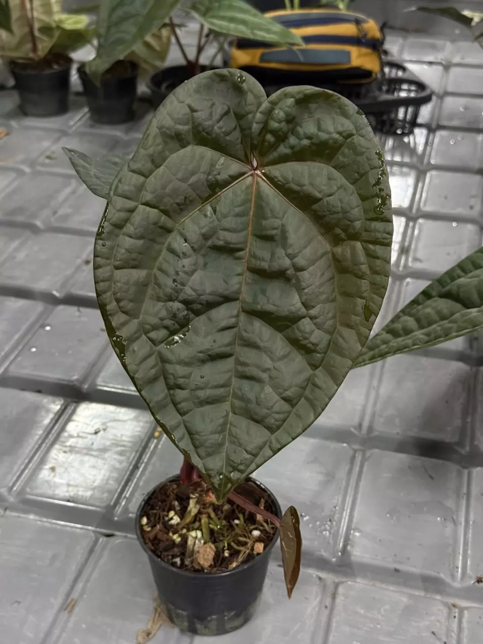plant/196 Anthurium Red Crystal x Luxurians-0