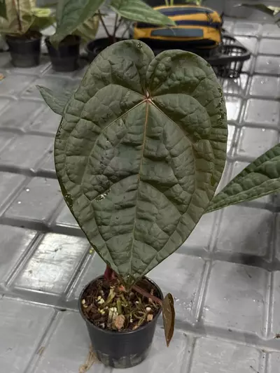 plant/196 Anthurium Red Crystal x Luxurians-0-thumbnail