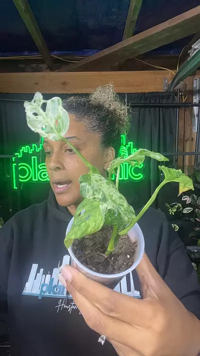 plant/Adansonii mutated-0-thumbnail