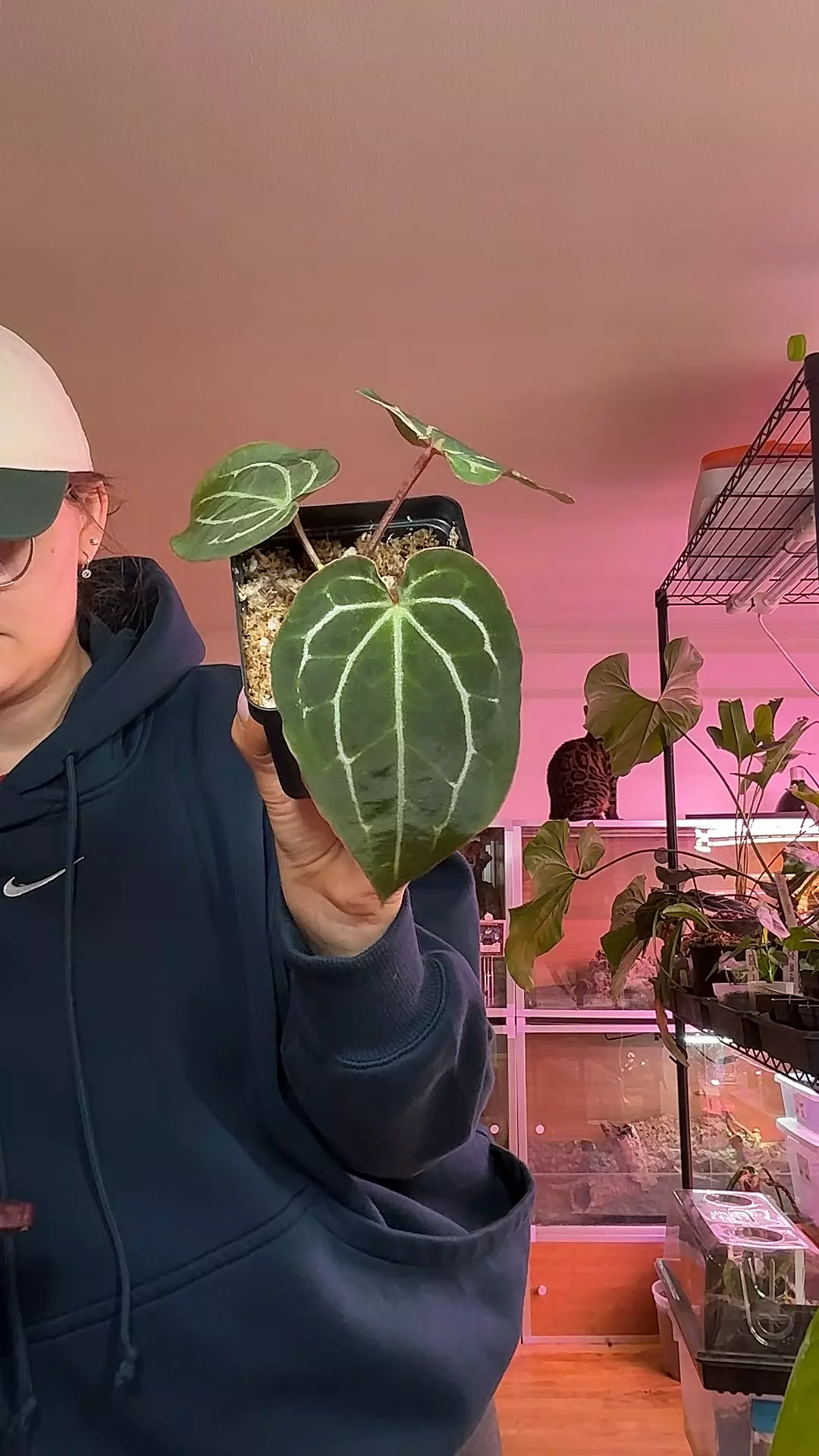 plant/tanasian bwm clone-0