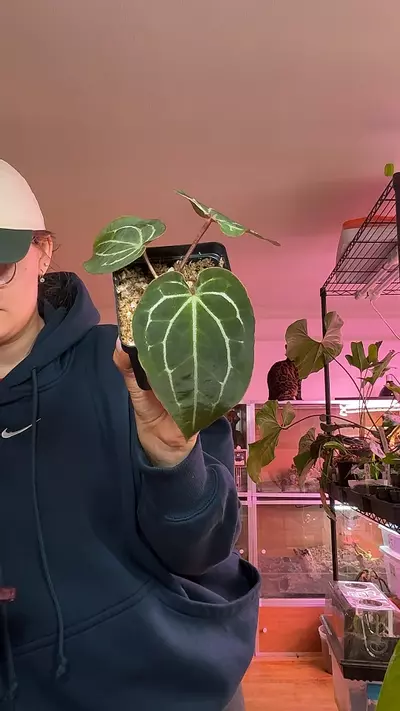 plant/tanasian bwm clone-0-thumbnail