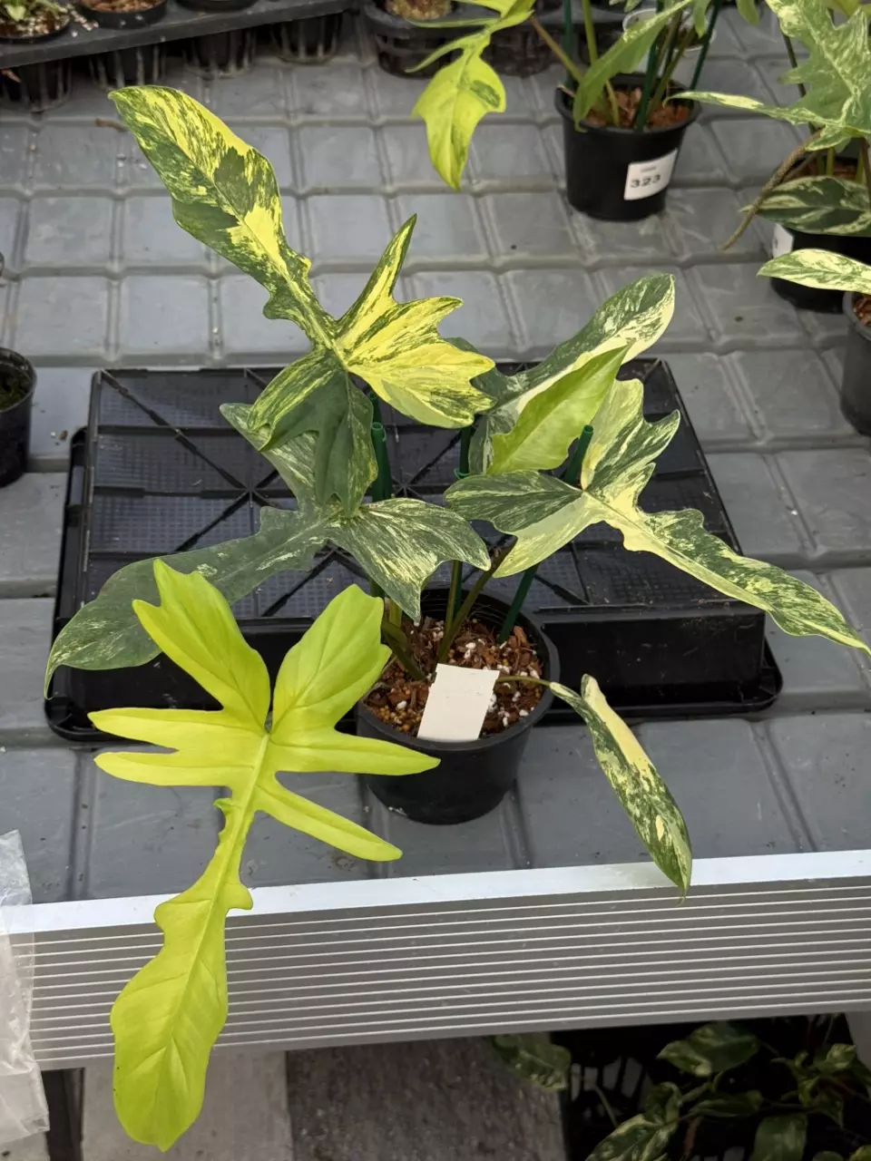 plant/324 Philodendron Kitina (Florida Beauty x Mayoi narrow Form)-0