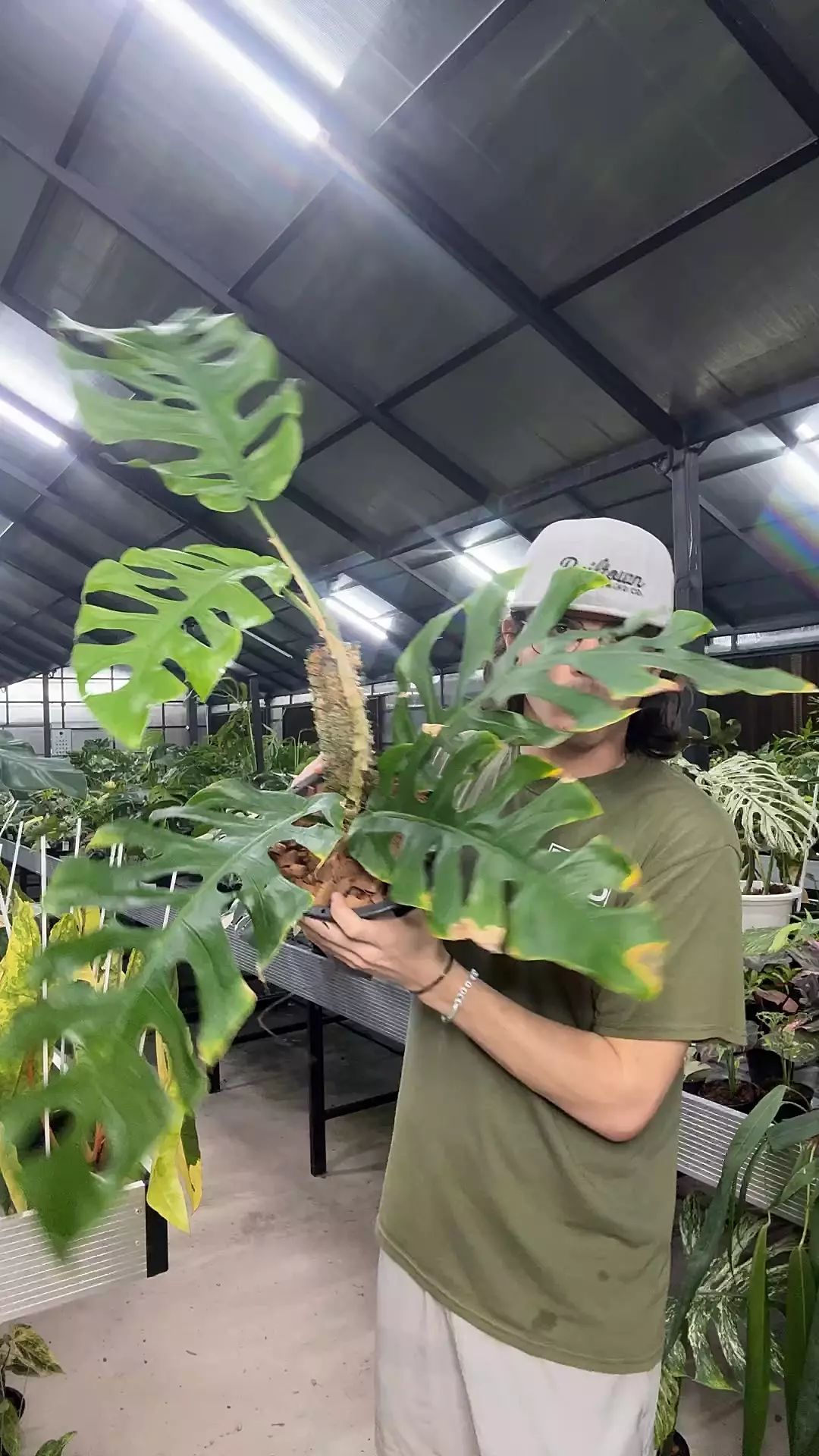 plant/398 Monstera Punctulata-0