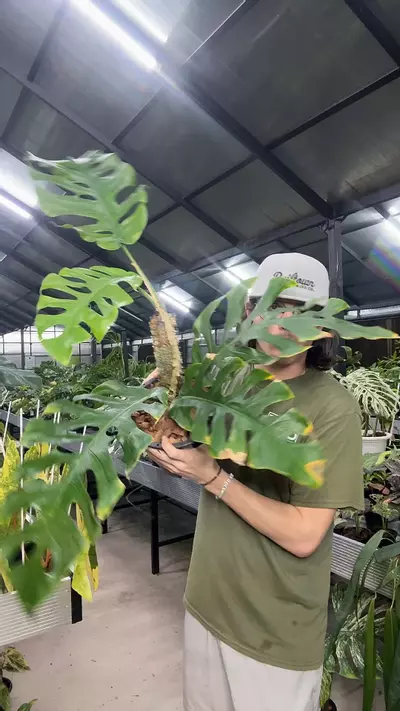 plant/398 Monstera Punctulata-0-thumbnail