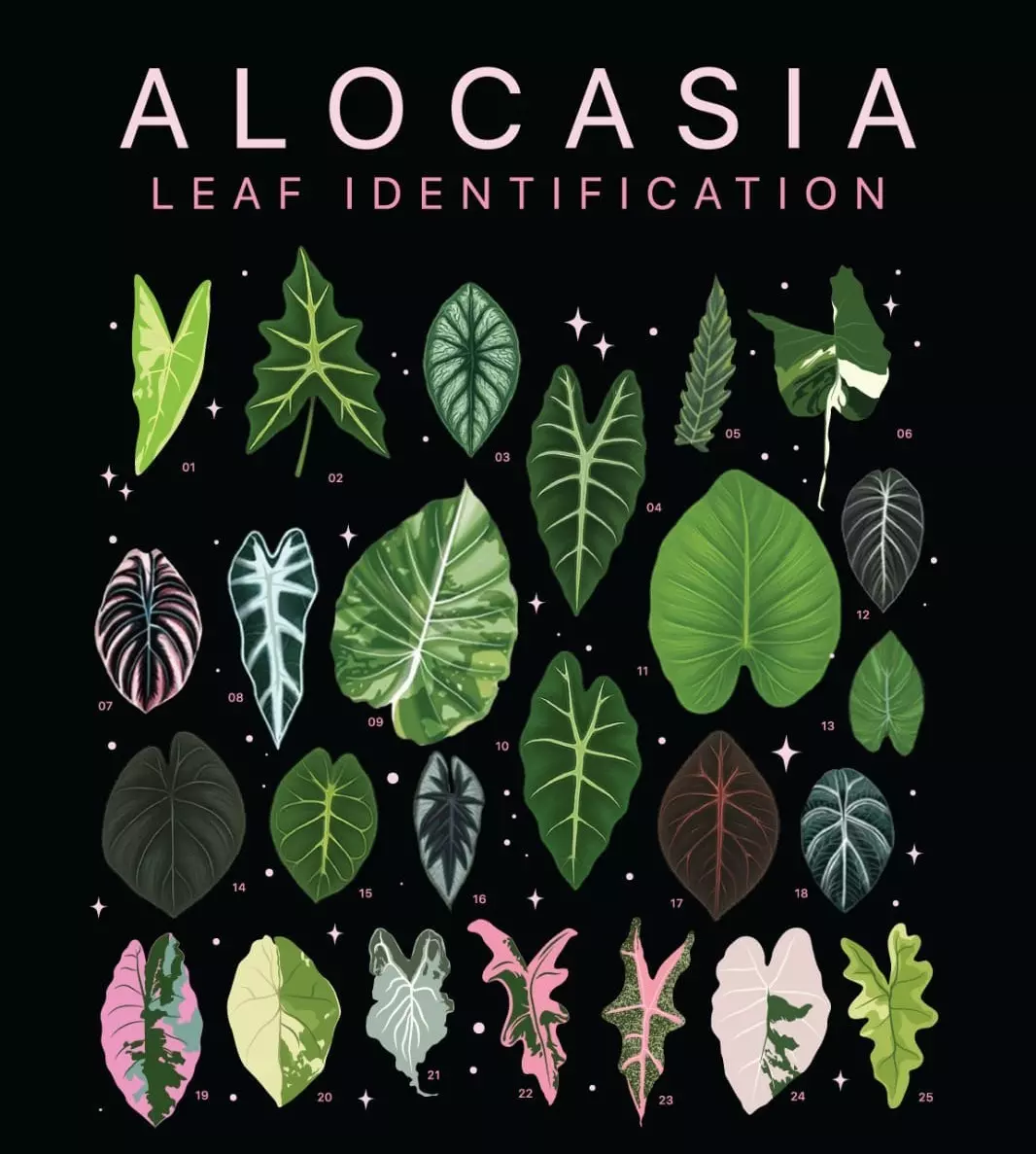 plant/dragon sale mint tc growers choice-0