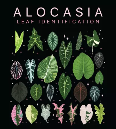 plant/dragon sale mint tc growers choice-0-thumbnail