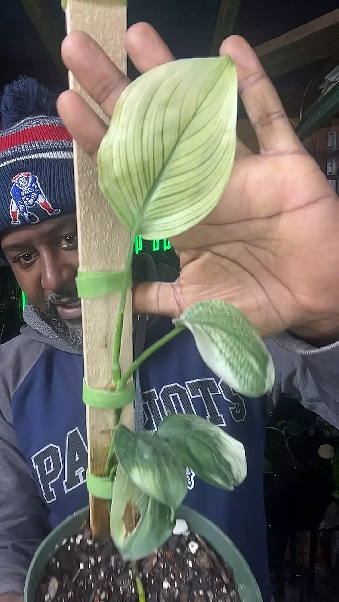 plant/scindapsus white monster-0