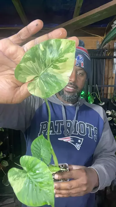 plant/alocasia Dawn variagated-0-thumbnail