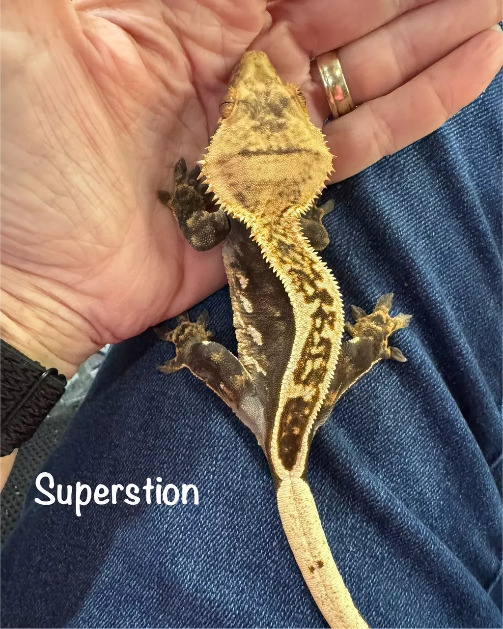 plant/8.7g Male Het Empty Back from Thor & Superstition-2