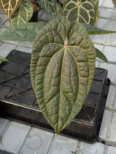 plant/308 Red Crystal x Luxurians-0-thumbnail