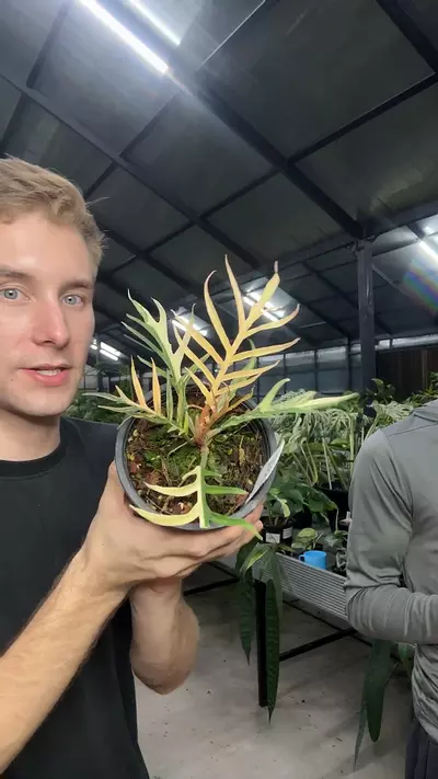 plant/405 Philodendron Tortum Aurea-0-thumbnail