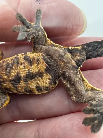 plant/7g NPV Baby 2JpRy25 HD: 8/21/25-3-thumbnail