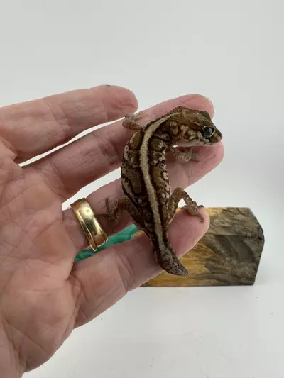 plant/10g Female Paroedura Picta 100% het Anery laying did-1-thumbnail