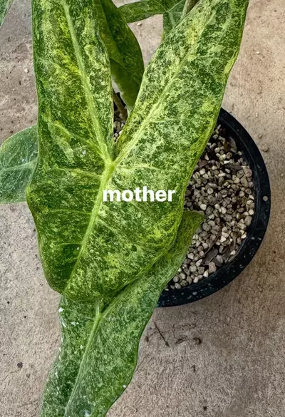 plant/longinmottled corm-0-thumbnail