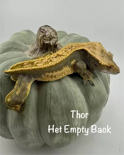 plant/8.7g Male Het Empty Back from Thor & Superstition-1-thumbnail