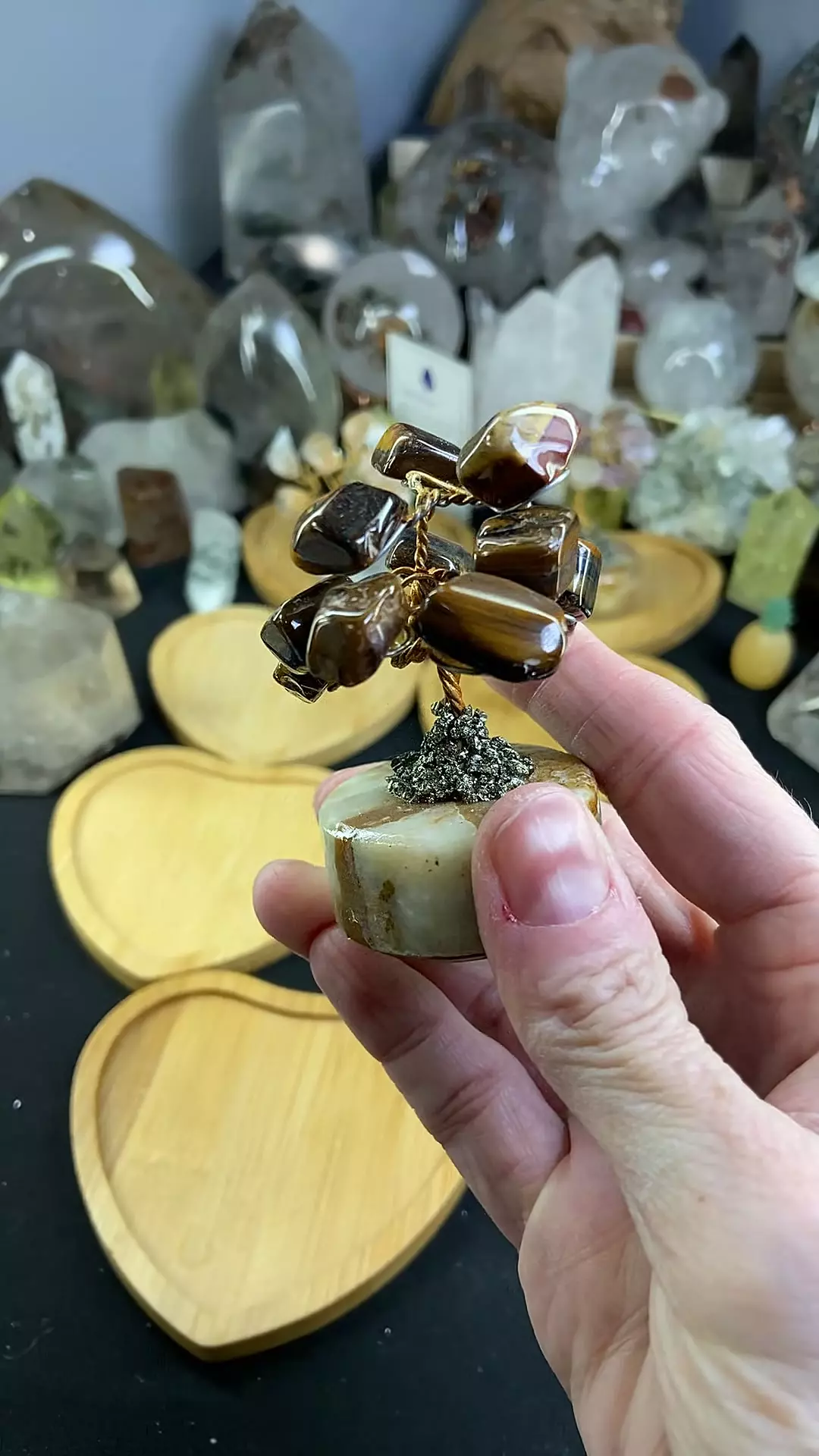 plant/Tigers Eye Tree-0