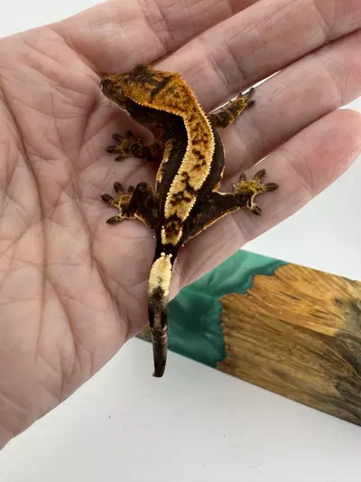 plant/7g NPV Baby 2JpRy25 HD: 8/21/25-0-thumbnail