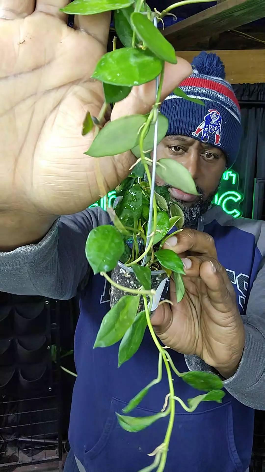 plant/hoya lacunosa-0