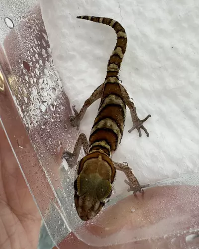 plant/Paroedura picta 100% het Xanthic-0-thumbnail