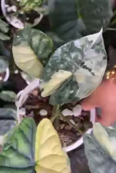 plant/dragon scale tri color corm-0-thumbnail