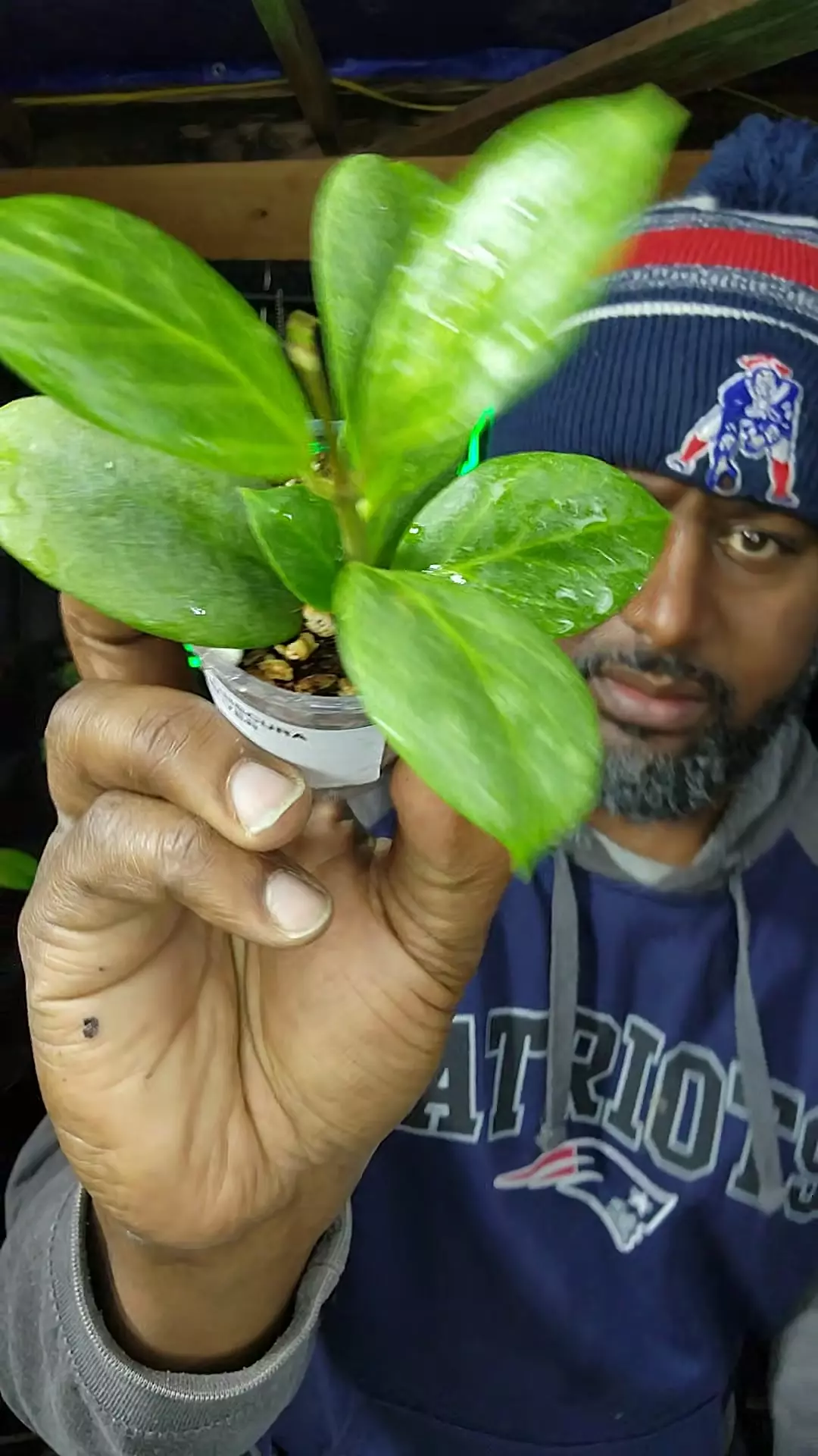 plant/hoya obscura silver-0