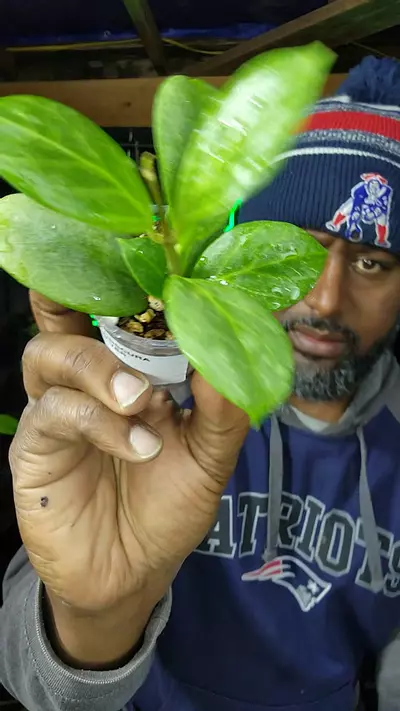 plant/hoya obscura silver-0-thumbnail