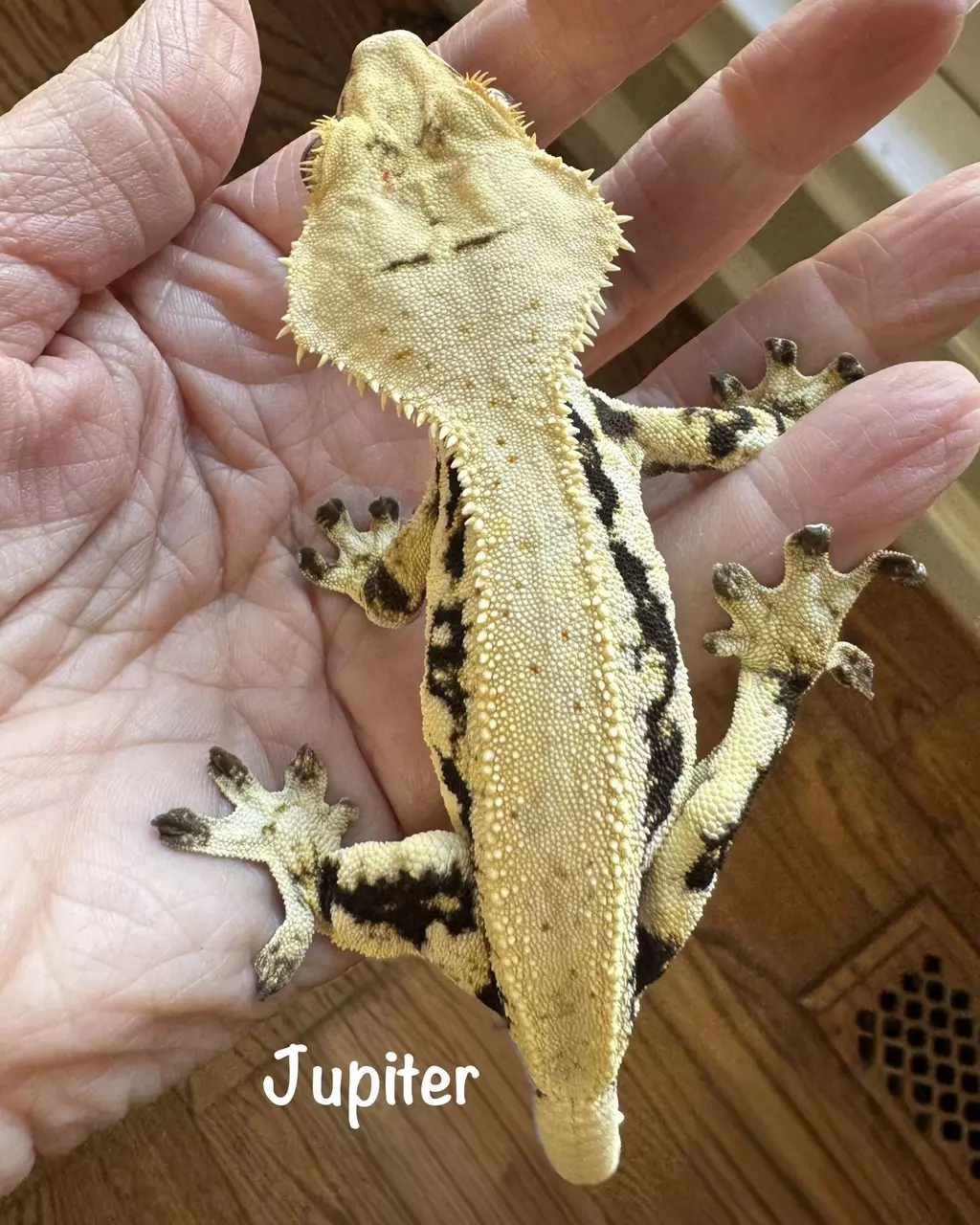 plant/7g NPV Baby 2JpRy25 HD: 8/21/25-5