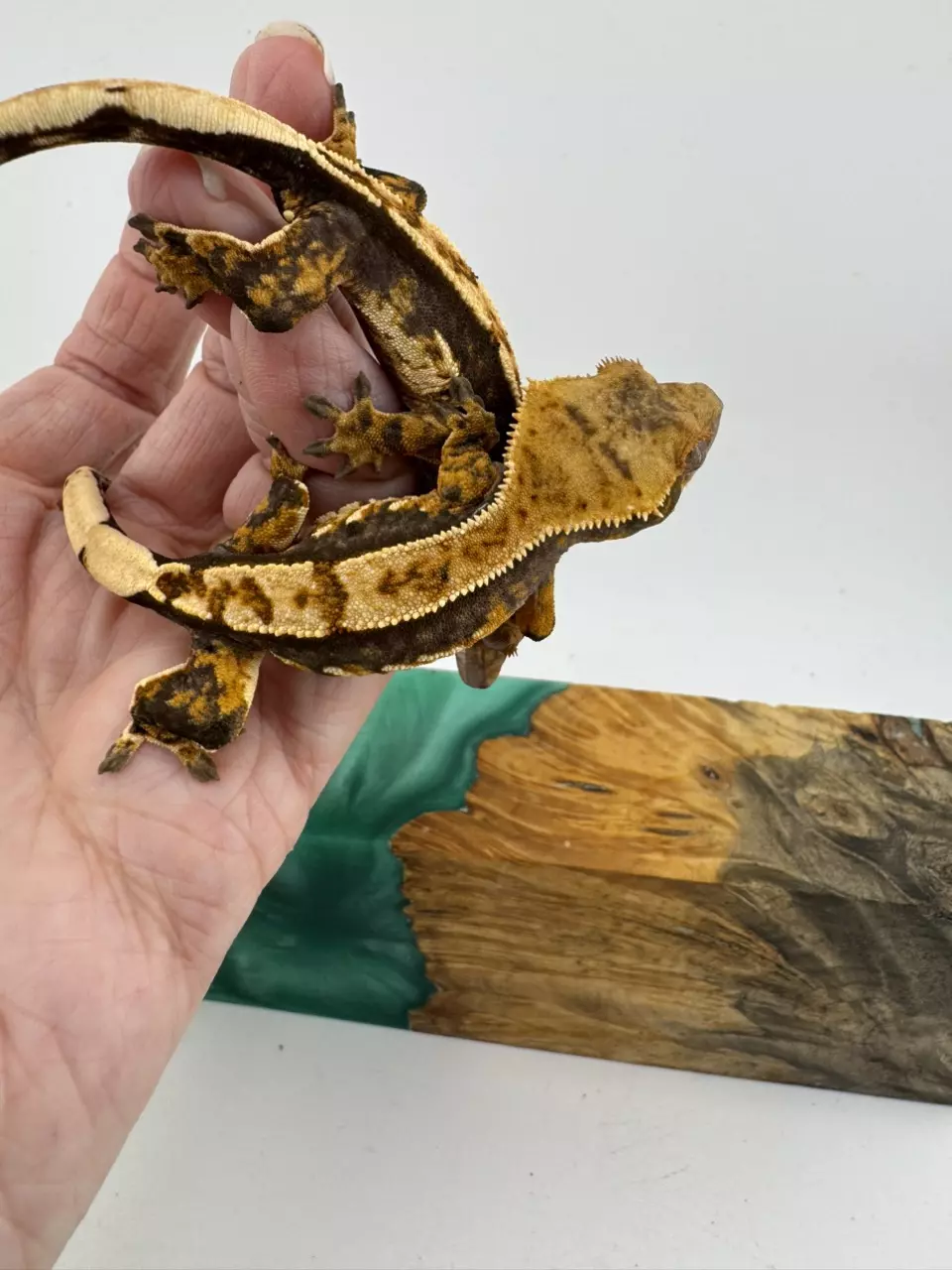 plant/8.7g Male Het Empty Back from Thor & Superstition-0