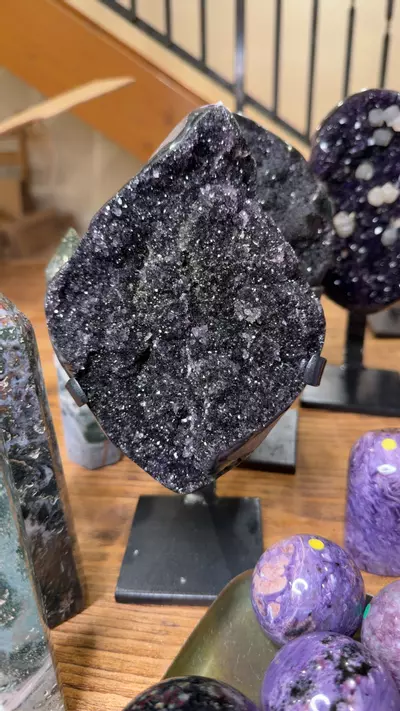 plant/black amethyst-0-thumbnail